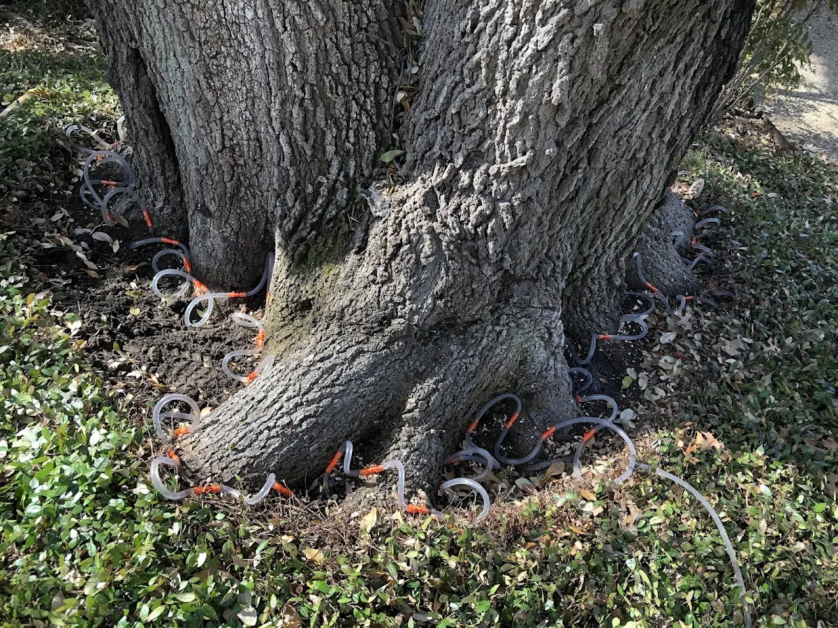 Detailed Tree Cabling and Bracing job site in Arch Cape